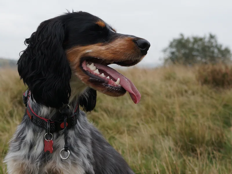 Bella, a black, white and tan dog, sitting in an open grassy field.