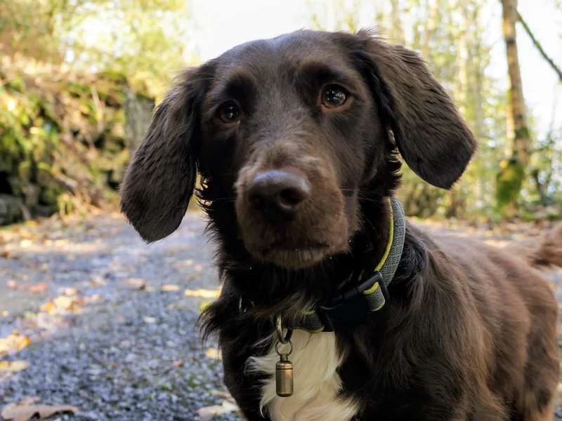 Lulu, a brown spaniel, photographed close up on a woodland path.