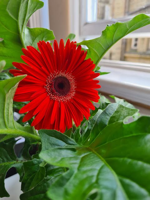 A bright red gerbera flower in full bloom, surrounded by lush green leaves, sitting on a windowsill with natural light streaming in.