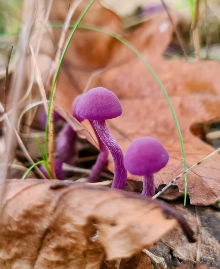 Two small purple fungi I found (amethyst deceivers) growing through autumn leaves, symbolising resilience and connection beneath the surface.